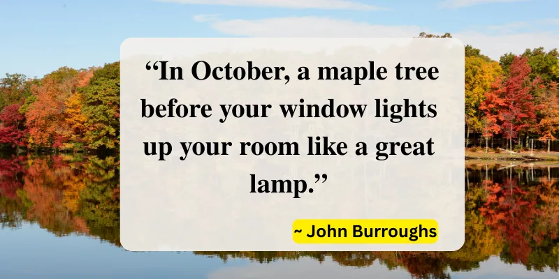 quote by John Burroughs, beautifully capturing the warm light of October through the colorful maple trees.